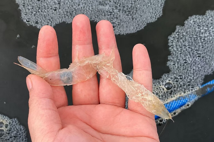 Molting & Mineral Balance