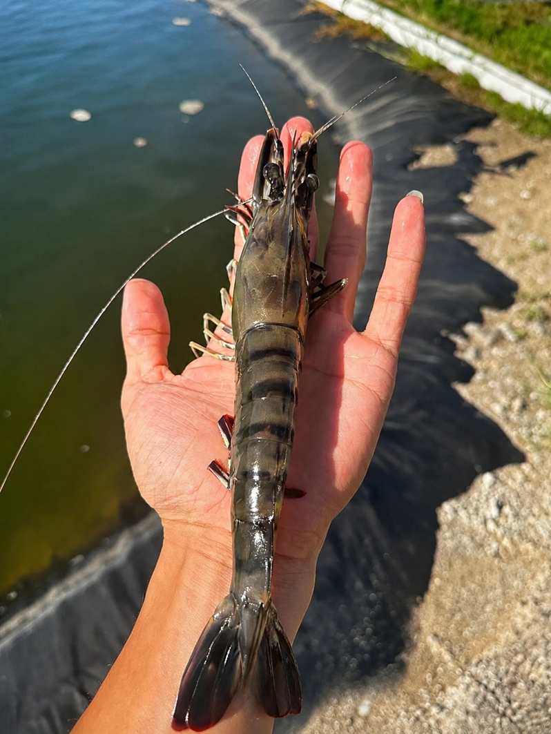 White Feces Syndrome in Shrimp Farming: Causes, Prevention and  Effective Management Strategies