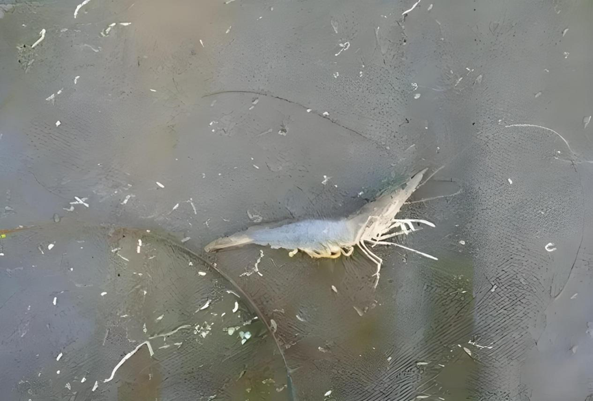 Typical white fecal strings floating on shrimp pond surface, symptom of White Feces Syndrome